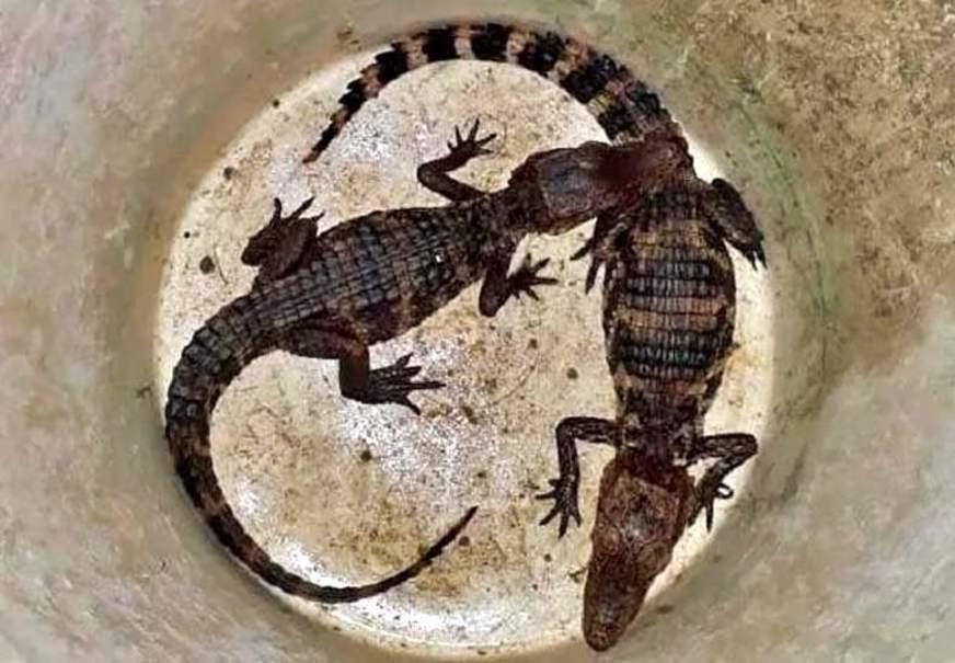 Dupla é presa com dois filhotes de jacaré e armas em casa no Jorge Teixeira