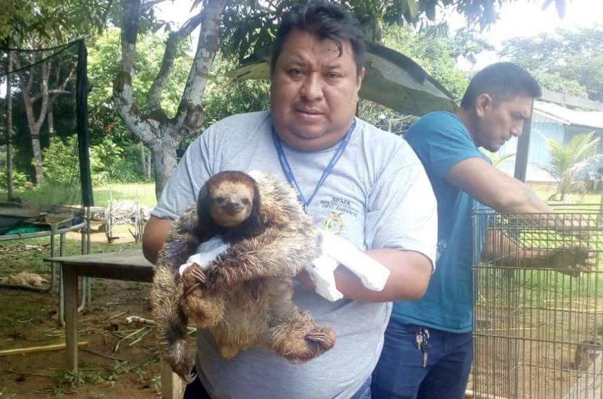 Preguiça é resgatada após levar descarga elétrica em Manaus