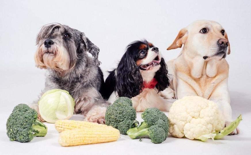 ‘Meu pet é vegano’. Mas será que pode?