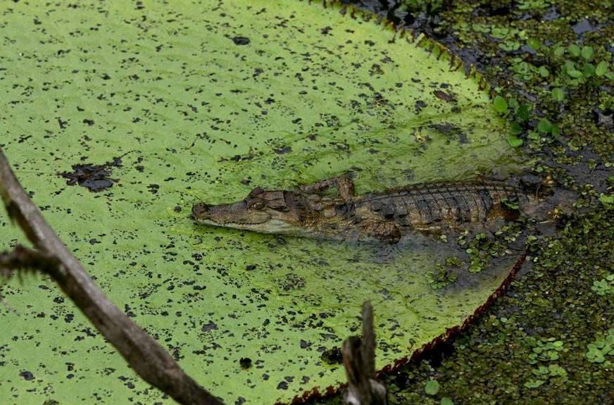 Ribeirinhos da RDS do Piranha entrega ao Ipaam plano para manejo de jacaré