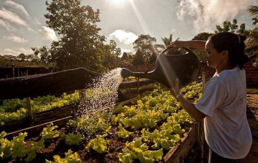 Produtos da agricultura familiar podem se tornar mais presentes na merenda escolar