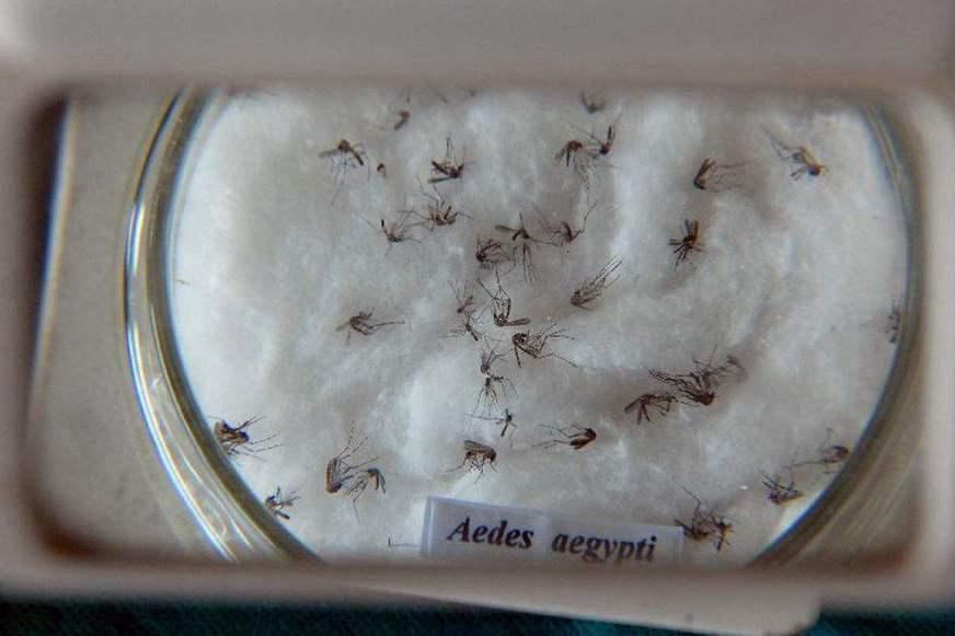 Vacina contra vírus chikungunya já passa por testes em humanos