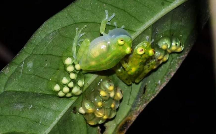 Sapos da Amazônia serão ‘castrados’ com avanço na liberação do uso de agrotóxico