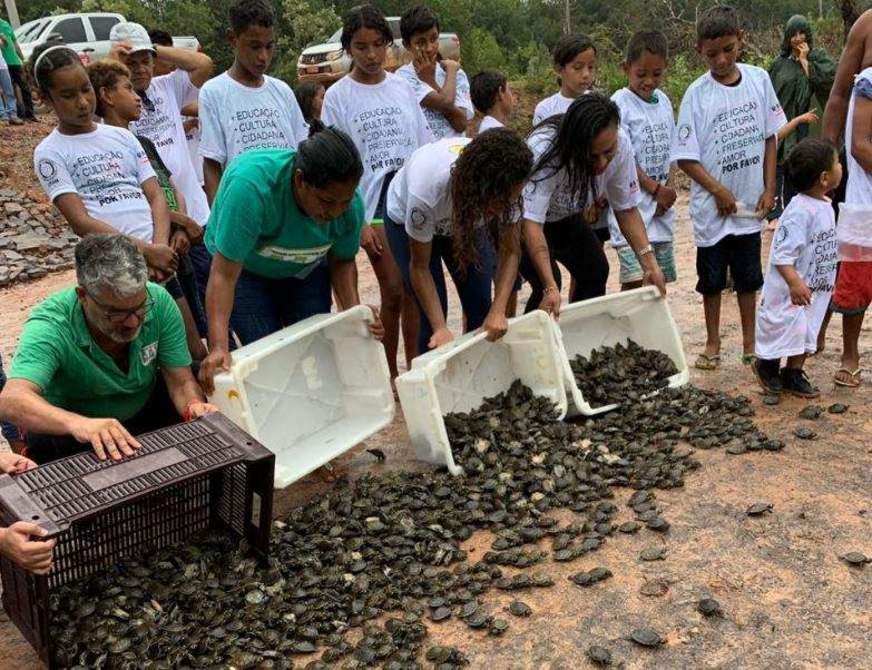 Instituto NET Claro Embratel devolve à natureza mais de 8 mil filhotes de tracajás