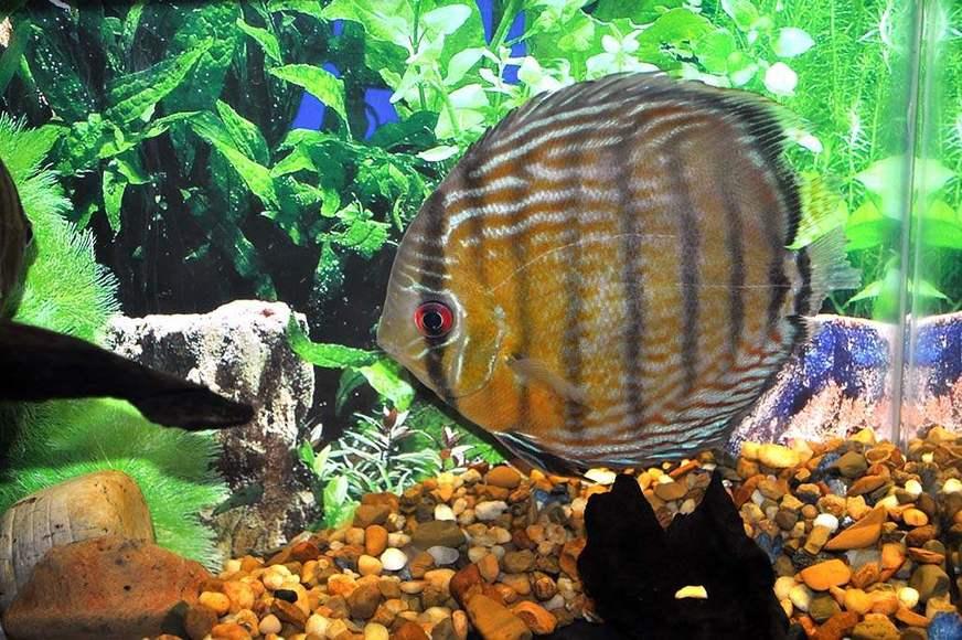 Confira três curiosidades sobre a reprodução de peixes na Amazônia