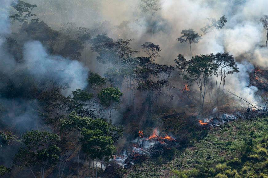 A Amazônia vale mais em pé do que derrubada