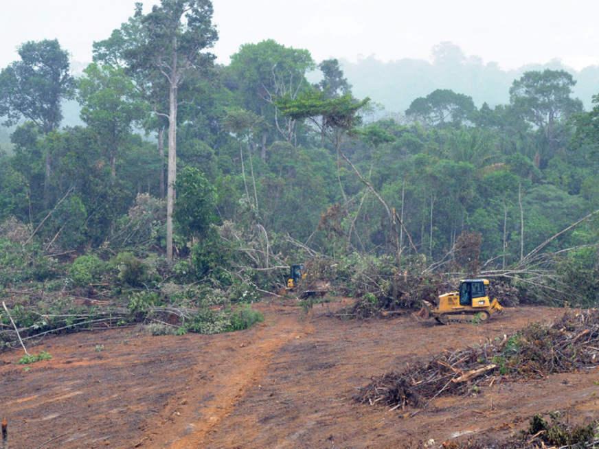 Desmatamento na Amazônia cresce 278% em julho, diz Inpe