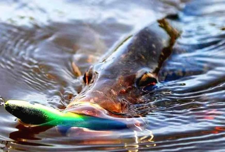 Como pode um peixe vivo…