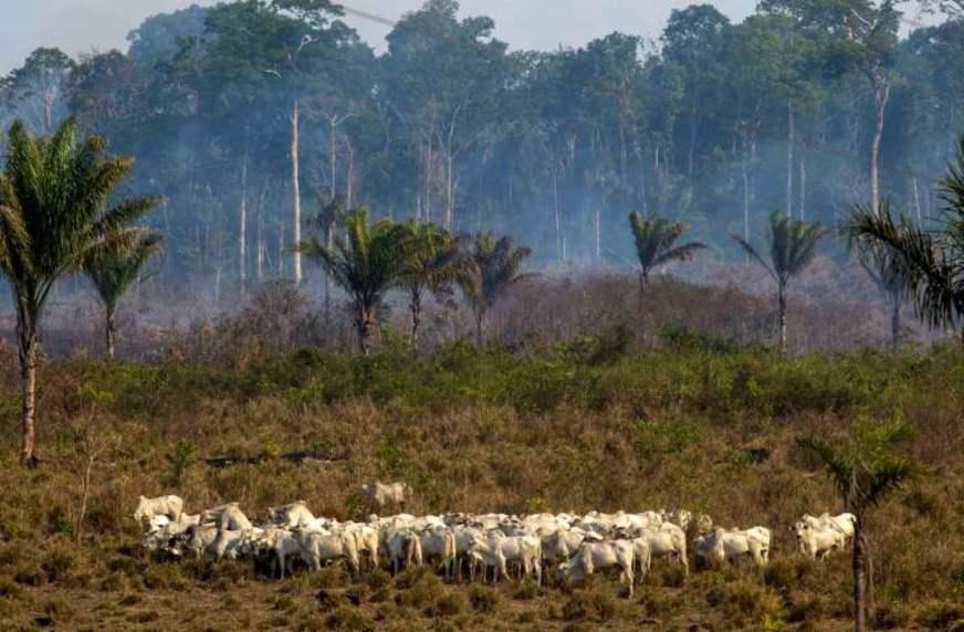 Incêndios na Amazônia aumentam pressão sobre setor do couro