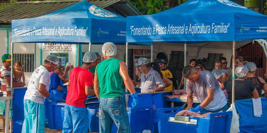 Feira do Pirarucu Manejado acontece neste final de semana em Tefé