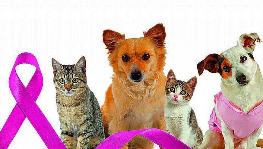Outubro rosa: em 85% dos casos cadelas e gatas desenvolvem câncer maligno