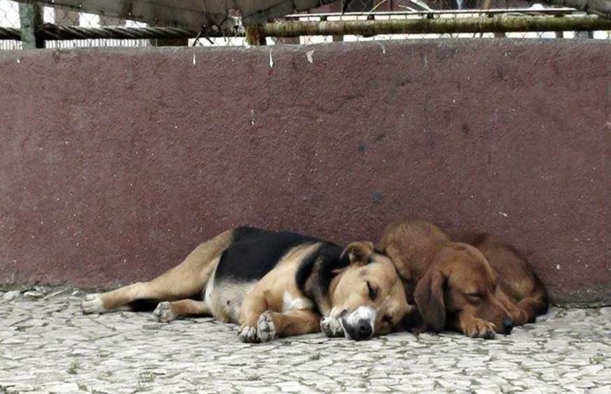 Campanha contra abandono de animais acontece em dezembro