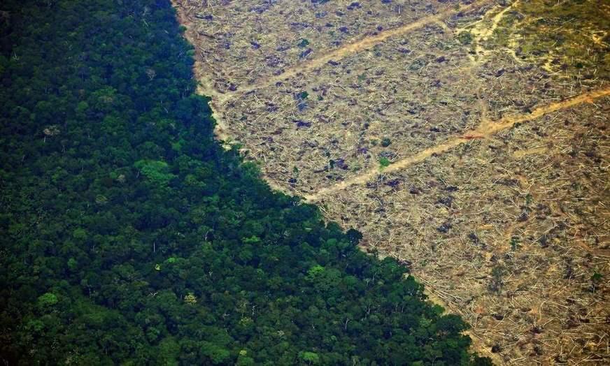 Impunidade alimenta devastação de floresta na Amazônia, alerta cientista