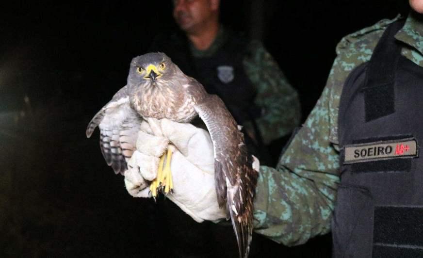 Animais resgatados em situação de risco são devolvidos à natureza no AM