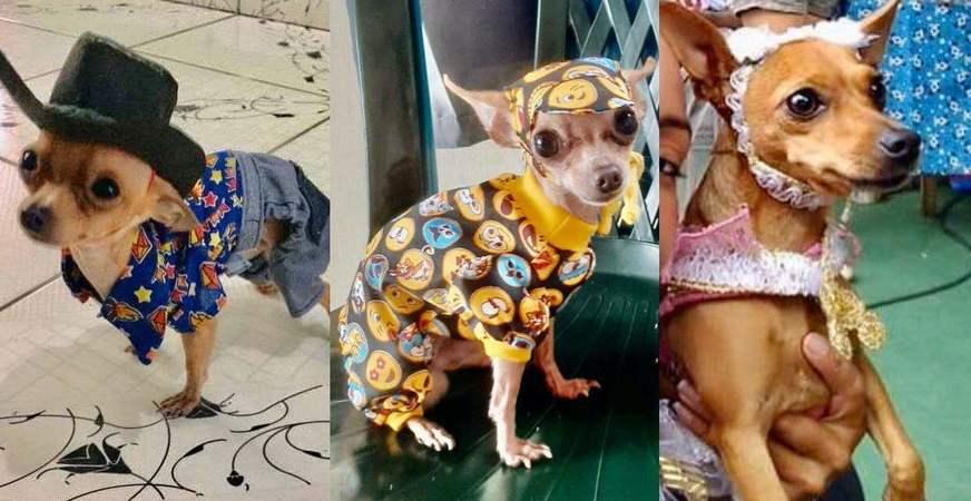 Desfile de Carnaval premia Pinscher com mais estilo de Manaus