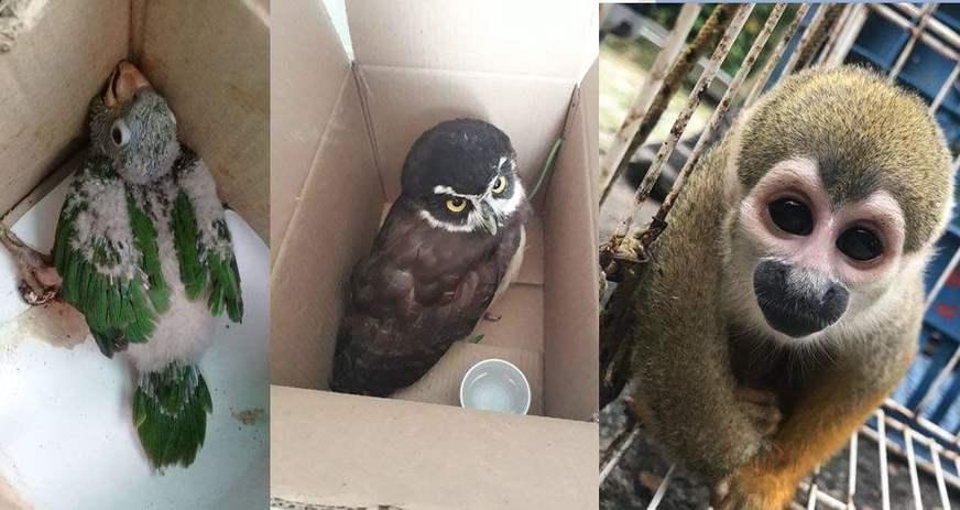 Quase 700 animais silvestres foram devolvidos à natureza no AM