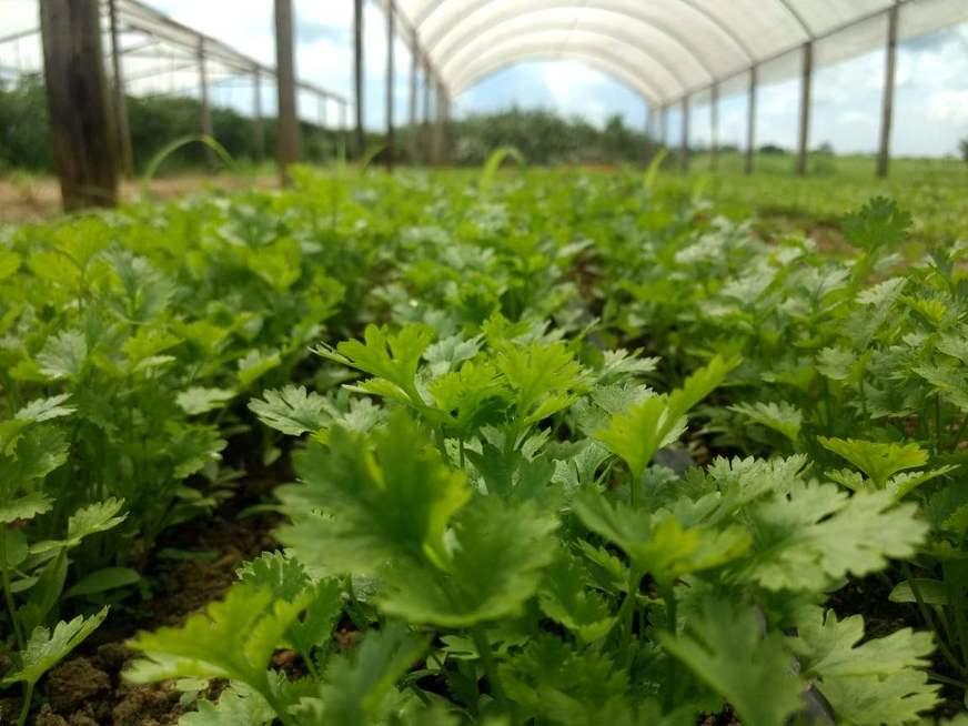 Merenda Escolar do AM terá piso mínimo para aquisição de produtos orgânicos