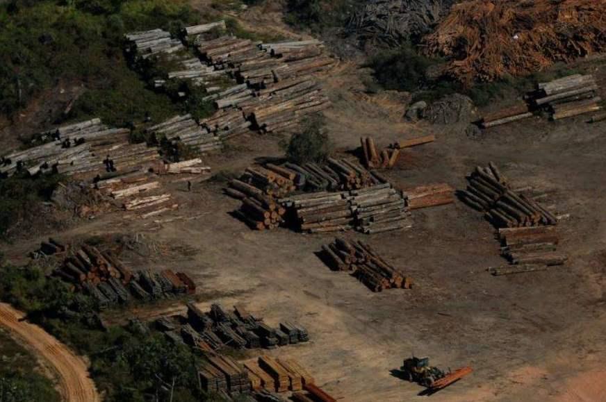 Brasil exportou milhares de carregamentos de madeira ilegal da Amazônia