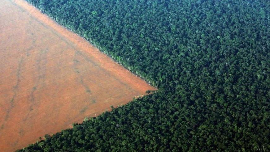 Covid-19 e a destruição da Amazônia