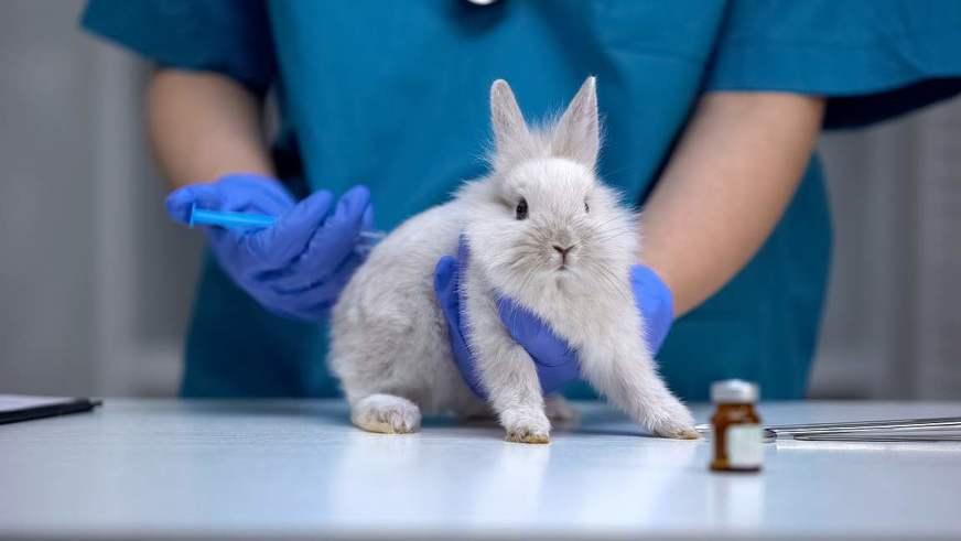 Lei do AM que proíbe testes de produtos em animais é constitucional, diz STF