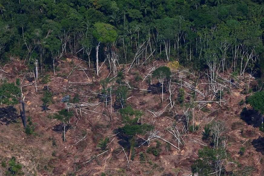 Coronavírus não detém madeireiros e desmatamento no Brasil aumenta