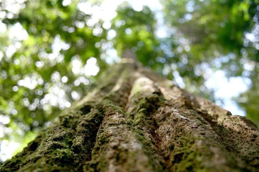 Debate com secretários da Amazônia e rodas de conversa online são destaques da Semana Verde