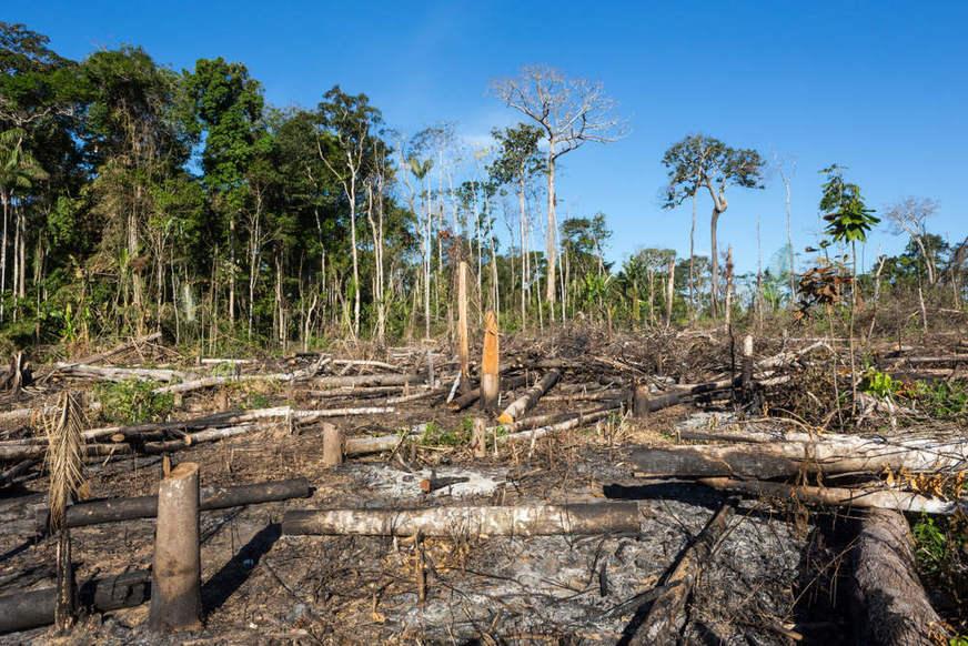 Destruição avança na floresta