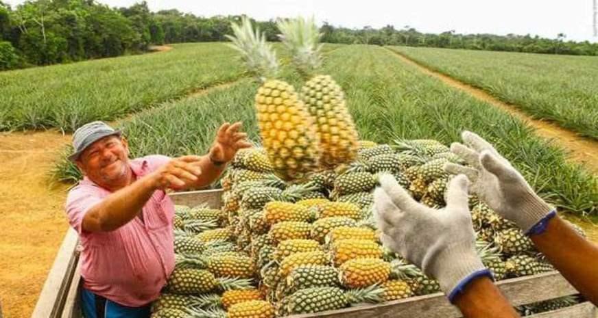 Abacaxi do AM recebe selo de melhor do Brasil
