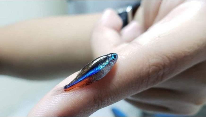 Tinta aplicada em cascos de embarcações pode intoxicar peixes na Amazônia