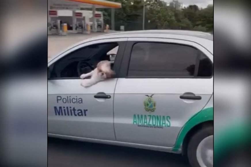 Vídeo com cachorro em viatura viraliza e comandante PM é exonerado
