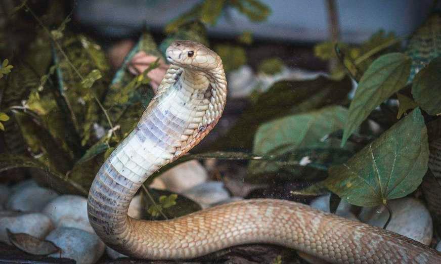 Ibama resgata 32 serpentes e aplica mais de R$ 300 mil em multas