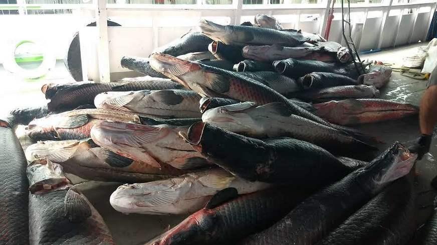 PC distribui mais de 15 toneladas de pescado apreendido este ano