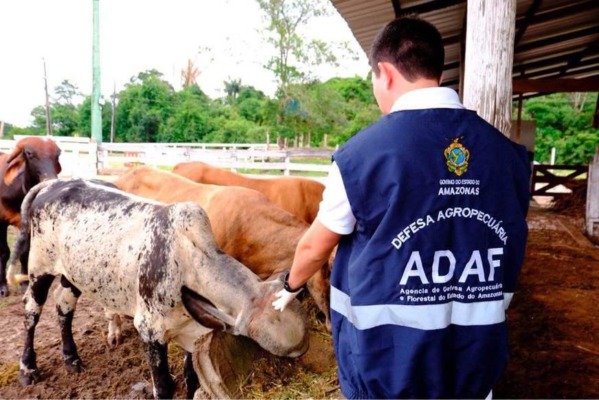 Adaf incrementa serviço veterinário no interior do Amazonas