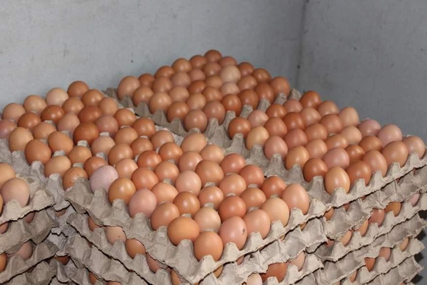 Pequenos produtores abastecem parte do mercado de ovos em Benjamin Constant