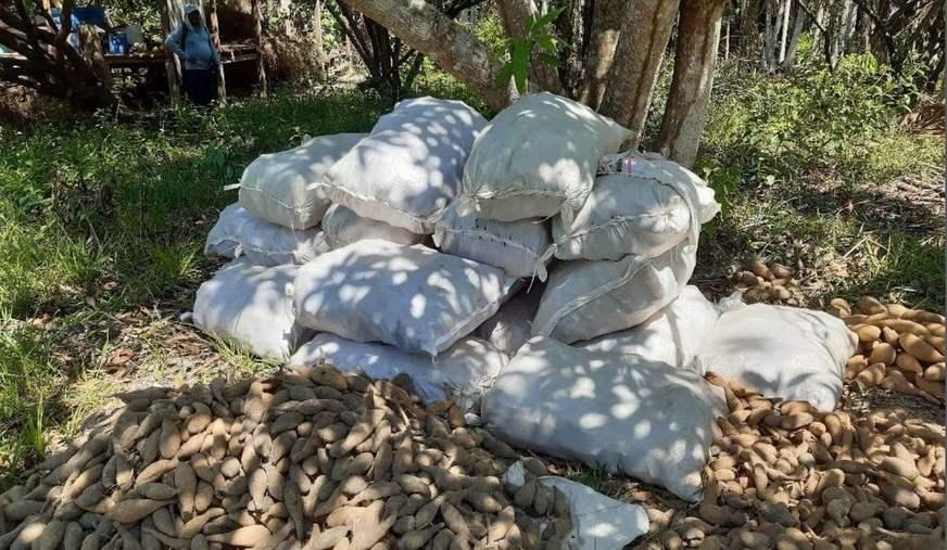 Idam aponta que Caapiranga é o maior produtor de cará do Amazonas