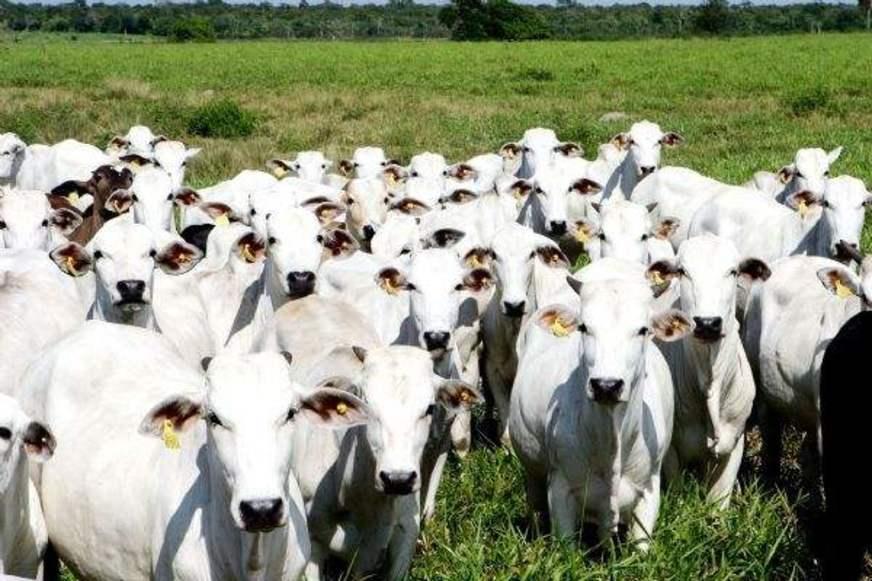 Adaf comemora reabertura do mercado pecuarista