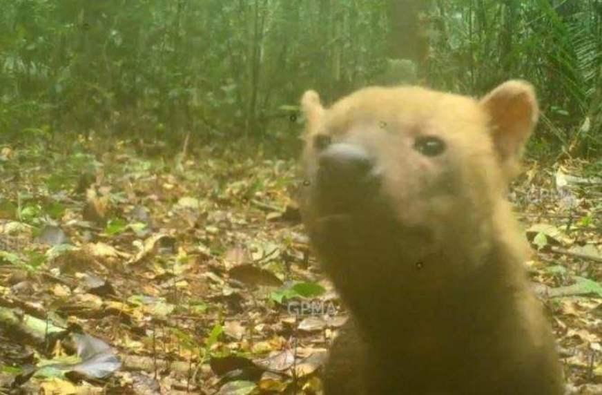 Espécie de cachorro ameaçado de extinção é registrado no Amazonas