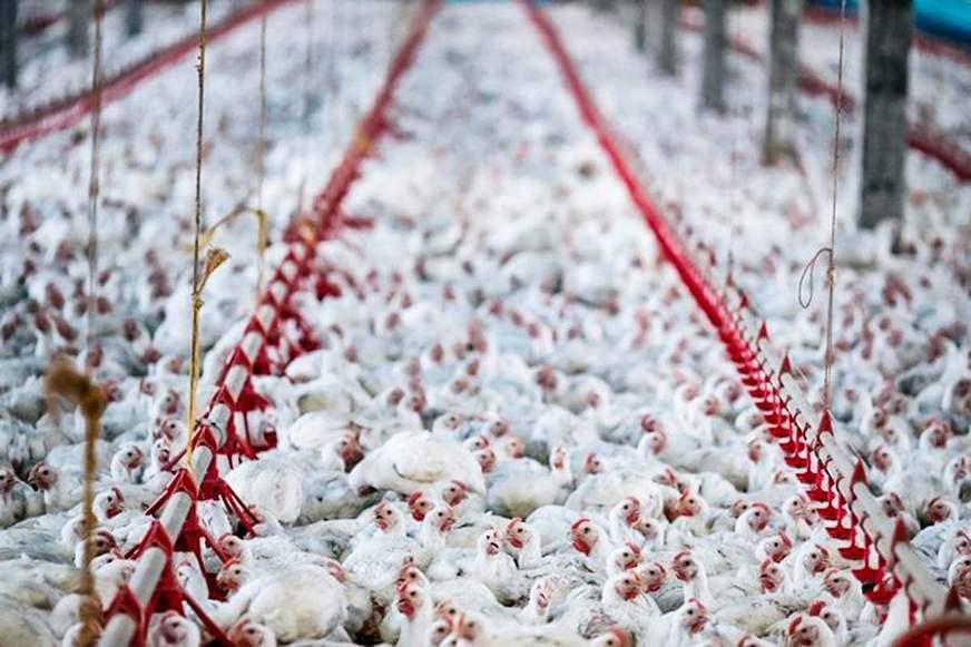 China detecta Covid-19 em frango importado do Brasil