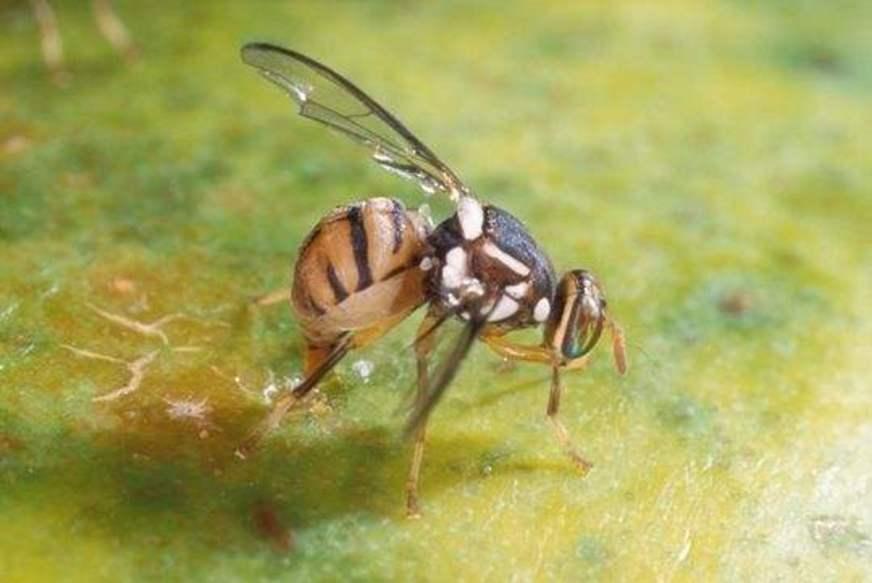 Adaf monitra armadilhas para a mosca-da-carambola em Parintins e Nhamundá