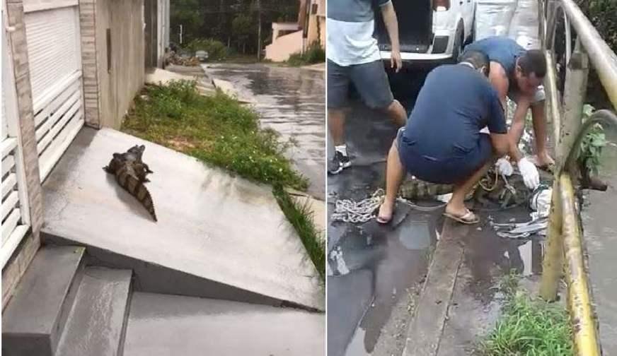 Moradores resgatam jacaré de residencial e devolvem para igarapé em Manaus