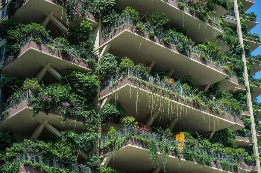 Plantas ‘invadem’ prédios na China e moradores abandonam imóveis