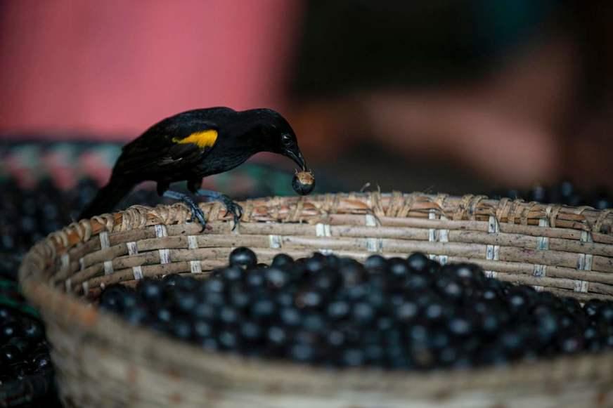 Açaí é estudado como tratamento para sintomas da Covid-19