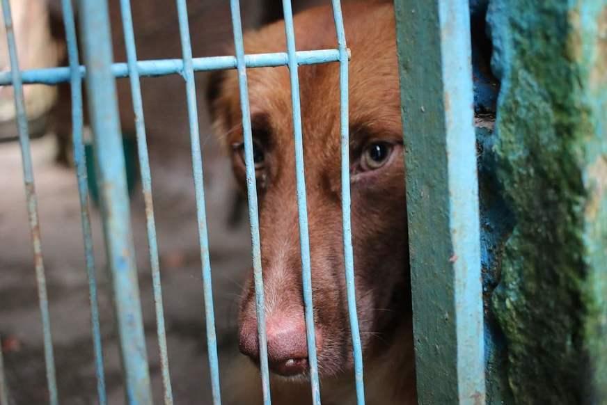 Eleições e proteção dos animais