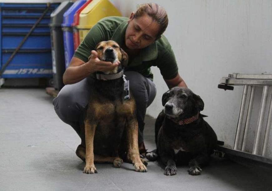 Mascotes no ambiente de trabalho podem combater estresse