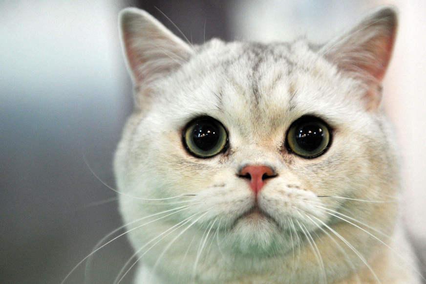 Gato é o primeiro animal confirmado com Covid-19 no Brasil