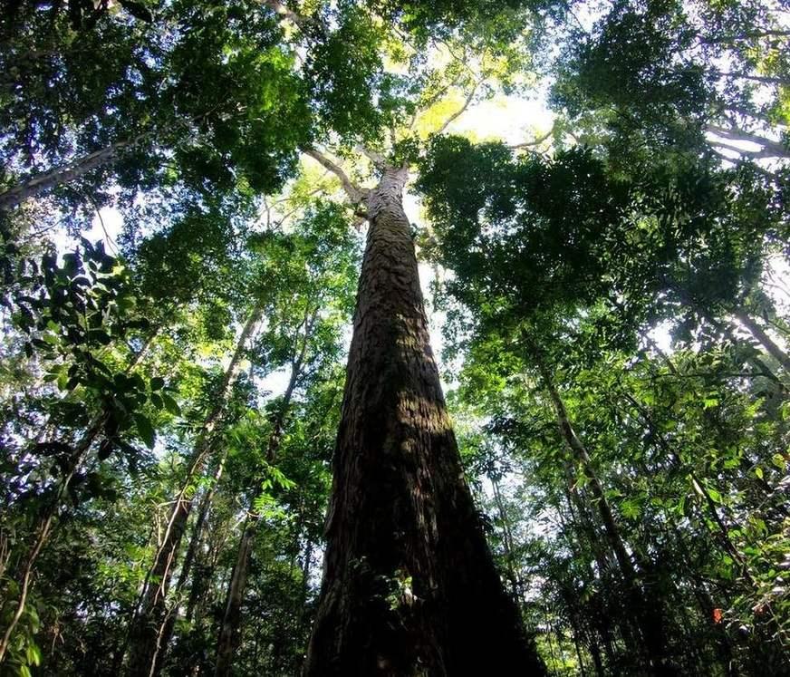 Flora nativa ainda não catalogada sofre com desmatamento na Amazônia
