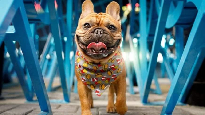 Brasil registra primeiros casos de Covid-19 em cachorros