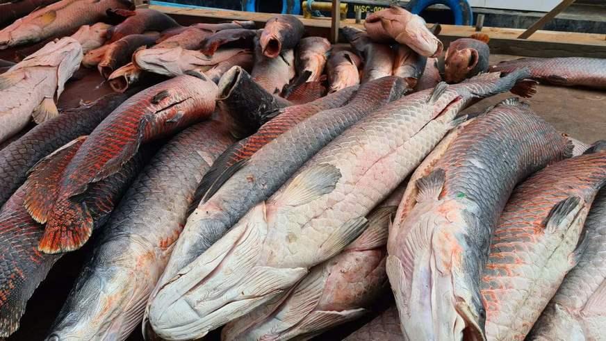 Base Arpão apreende cinco toneladas de pirarucu ilegal em Coari