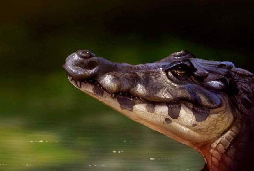 Pesquisadores identificam nova espécie de jacaré no Amazonas