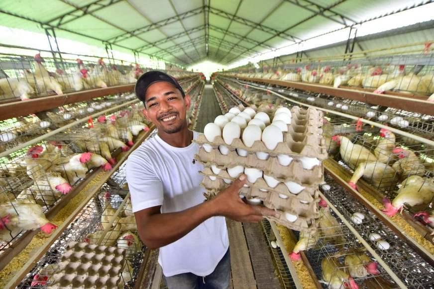 Produção de ovos no Amazonas é a maior desde 2010
